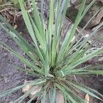 Cymbopogon nardus Blad