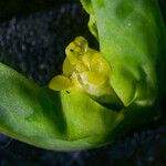 Euphorbia platyphyllos Flower