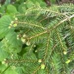 Picea rubens പുഷ്പം