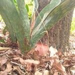 Dracaena trifasciataبرگ