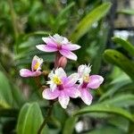 Epidendrum ibaguense പുഷ്പം