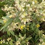 Crotalaria berteroana Λουλούδι