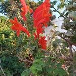 Tecomaria capensis Blüte