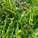 Centaurea montana Habit