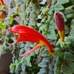 Columnea microphylla Flower