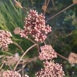 Seseli annuum Blüte