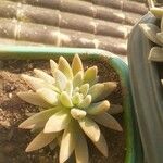 Dudleya greenei 叶