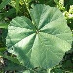 Malva parviflora Blatt