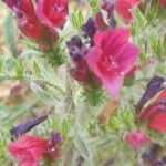 Echium creticum Flower