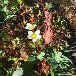 Saxifraga praetermissa Flower