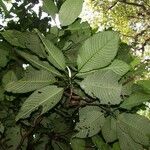 Psychotria panamensis Іншае