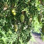 Tsuga canadensis Fruchs