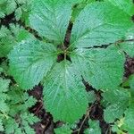 Panax quinquefolius Blad