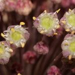 Allium atroviolaceum x Allium polyanthum Blomst