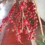 Cordyline indivisa Fruit