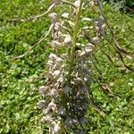 Himantoglossum hircinum Lorea