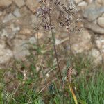 Poa alpina Plante entière