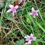 Cyclamen purpurascensKukka