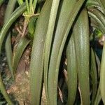 Tillandsia utriculata Leaf