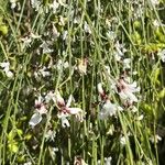 Retama monosperma Flower