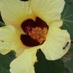 Hibiscus calyphyllus Bloem