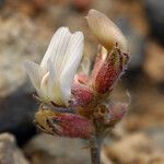 Astragalus monoensis 花