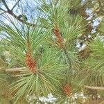 Pinus contorta Hostoa