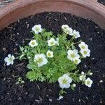 Saxifraga rosacea Blomma