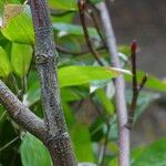 Acer pectinatum Rinde