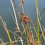 Juncus effususFruit