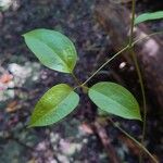 Clematis crispa Leaf