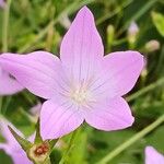 Campanula patula Flower