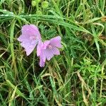 Malva alcea Flor