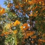 Grevillea robusta Blomst