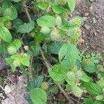 Acalypha aristata Hoja