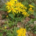 Senecio ampullaceus Кветка