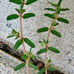 Euphorbia maculata Hoja