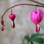 Lamprocapnos spectabilis Blüte