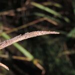 Paspalum urvillei Frukto