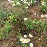 Chrysanthemum zawadzkii Fleur