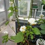 Sparrmannia africana ശീലം