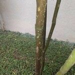 Leea guineensis Bark