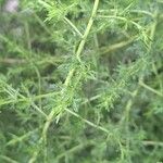 Artemisia annua Blatt
