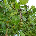 Anacardium occidentale Fruit