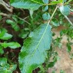 Commiphora africana Leaf