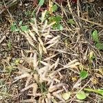 Eragrostis minor Flower