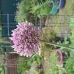 Allium porrum 花