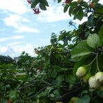 Cordia sebestena Fruit