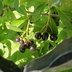 Aronia melanocarpa Frukt
