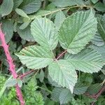 Rubus senticosus Blad